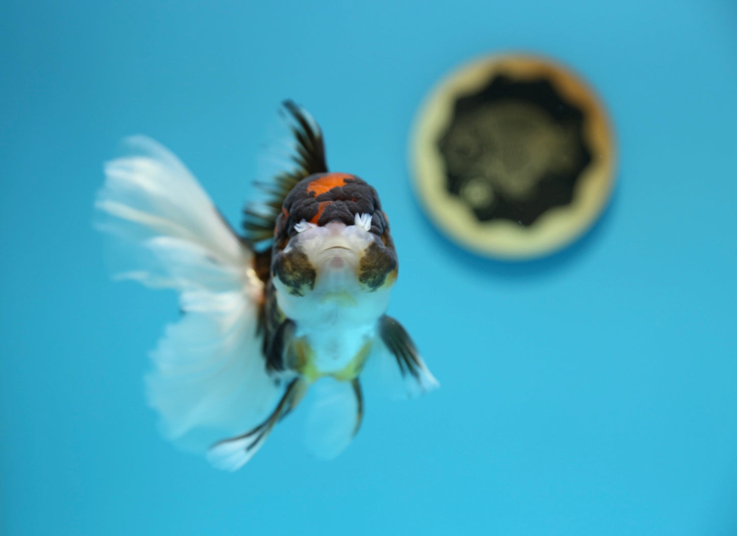 Tricolor Oranda Male 5-5.5 inches #1216OR_03