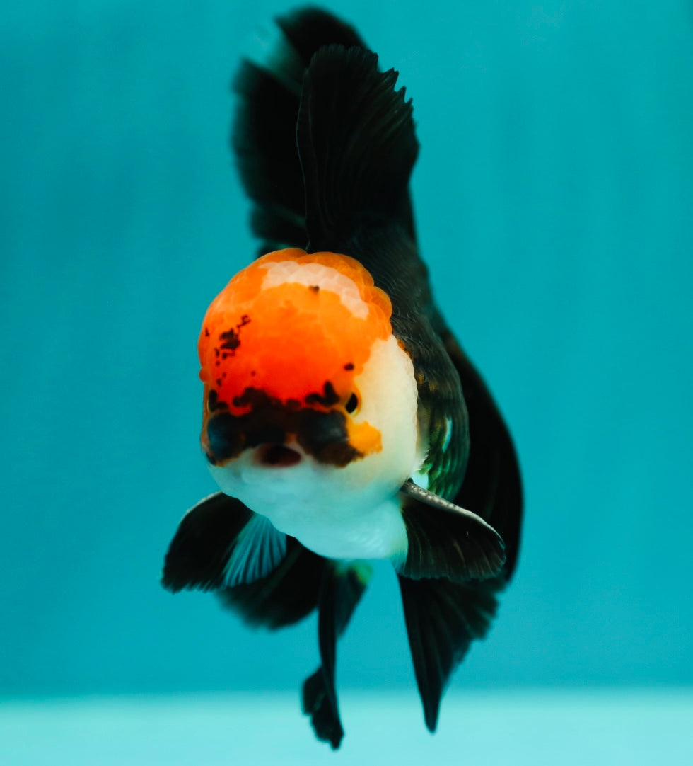 AAA Grade Tricolor Oranda Male 4.5 inches #0324OR_15