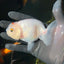 Buffalo Ranchu Female 4 inches #0414RC_21