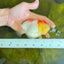 Super Sakura Lionchu 4.5-5 inches Male #8