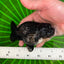 Super Black Lionchu 4-4.5 inches Male #1223RC_01
