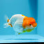 AAA Red White  Ranchu Female 4.5-5 inches #1201_10