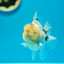 Yuanbao White Tiger Lemon head Male 3.5-4 inches #0203YB_06