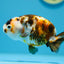 Cow Tricolor Ranchu Female 4-4.5 inches #1118RC_15