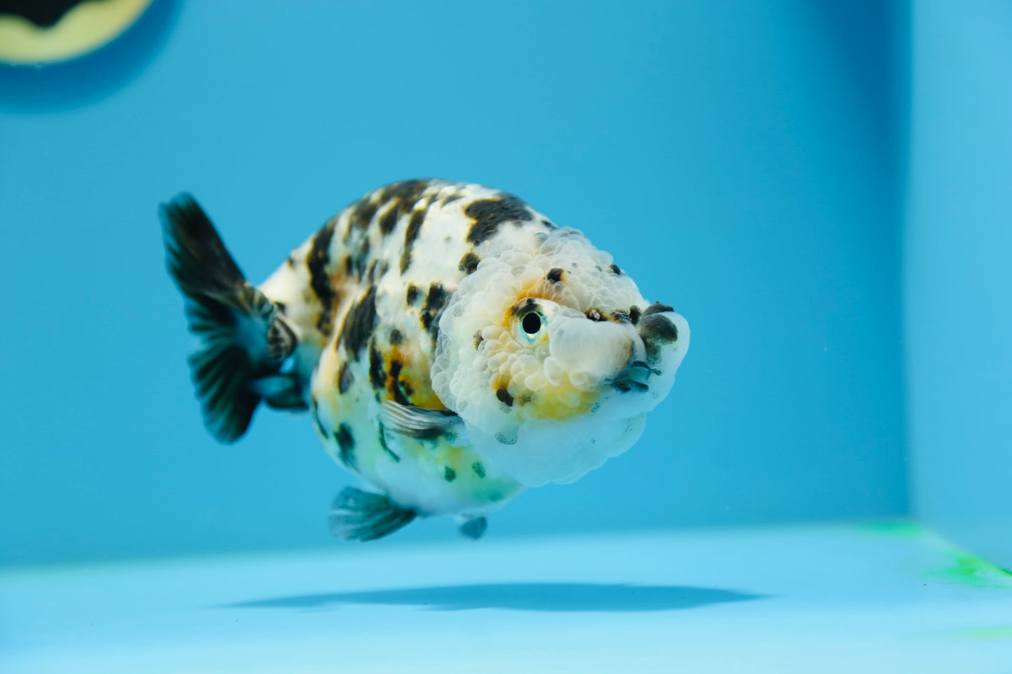 Vaca Calico Ranchu Hembra 4,5-5 pulgadas #1118RC_09