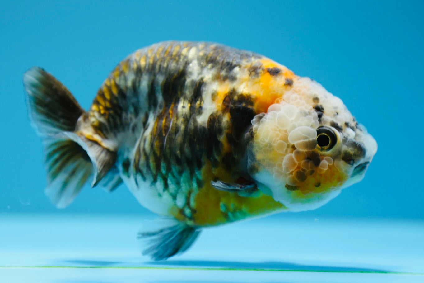 Calico Ranchu Male 4.5-5 inches #0119RC_17 – Jimmy Goldfish