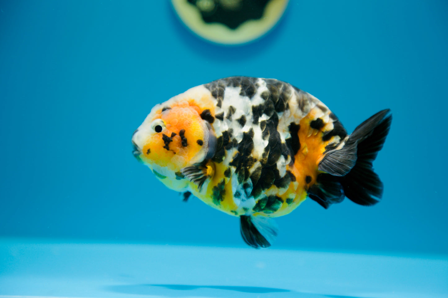 Ranchu Goldfish