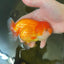 AAA Lionchu Red Female 4.5-5 inches #1212_02