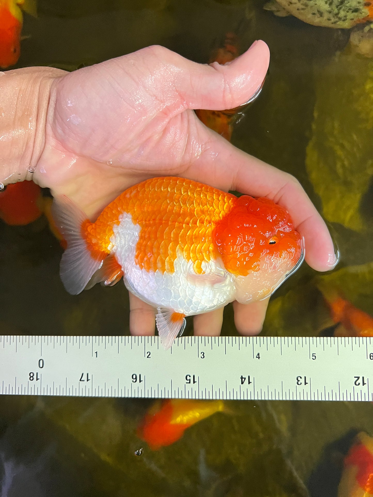 AAA Red White Ranchu Male 4.5-5 inches #1201_08