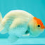 Buffalo Ranchu Male 4-4.5 inches #0324RC_03