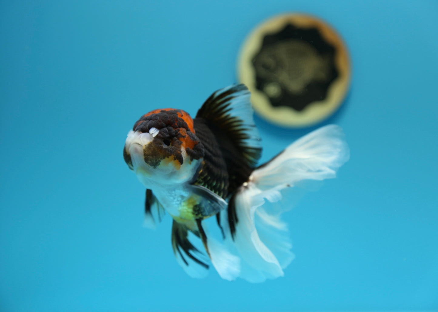 Tricolor Oranda Male 5-5.5 inches #1216OR_03