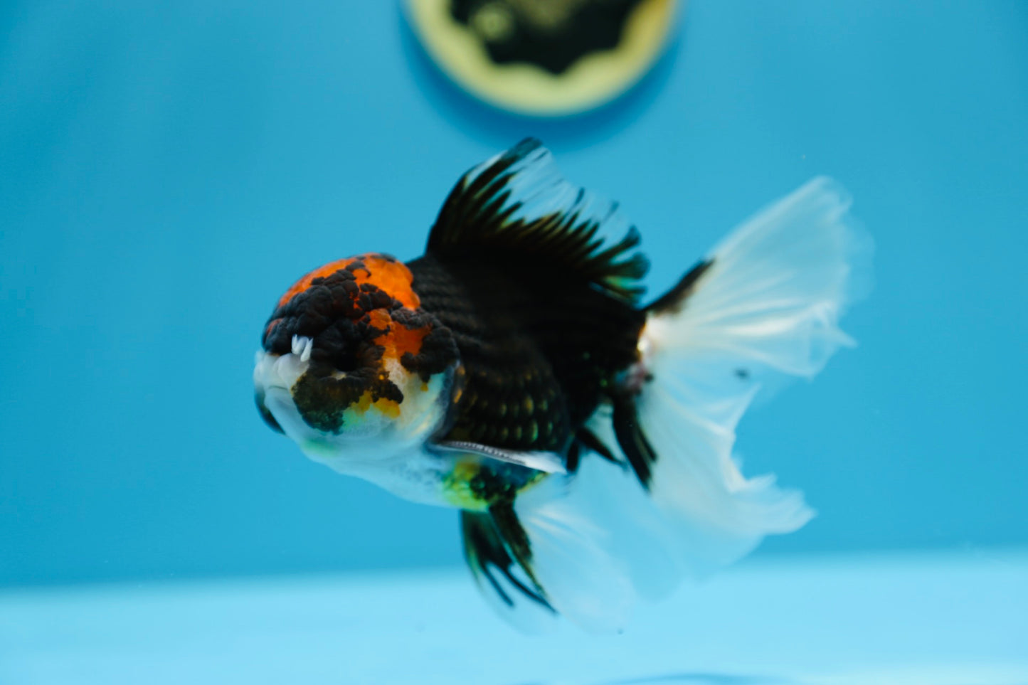 Tricolor Oranda Male 5-5.5 inches #1216OR_03