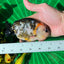 Calico Ranchu Male 5-5.5 inches #1118RC_06