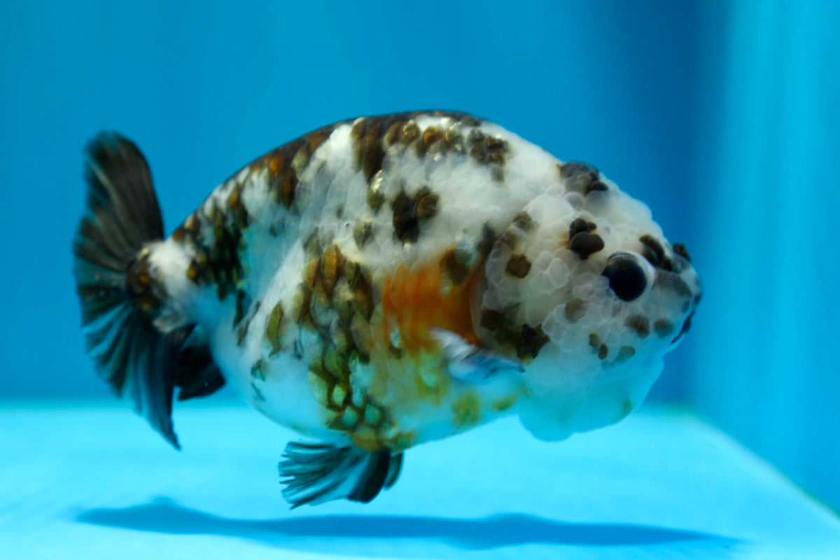 Ca1 Ranchu Cow Calico Ranchu Male 5-5.5 inches #0203RC_11