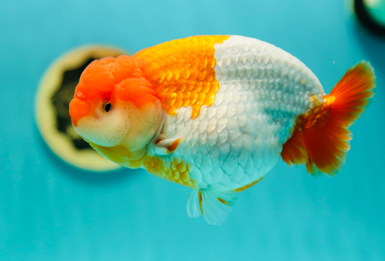 Luke Goldies Tank Size For Goldfish AAA Grade Jumbo LionQueen