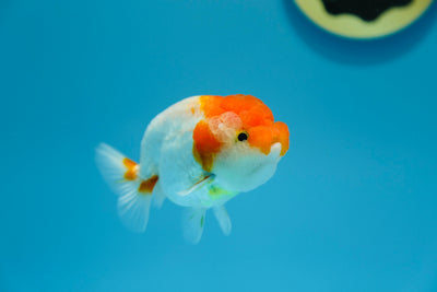 Red and White Ranchu Male 3.5-4inches #1201_04